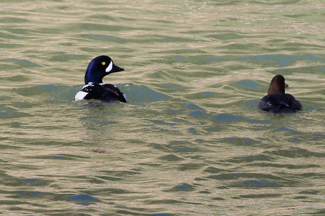 Barrow's Goldeneye - ML533515721