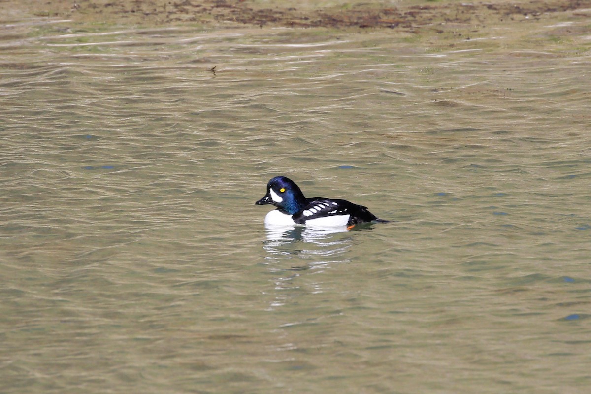 Barrow's Goldeneye - ML533515731