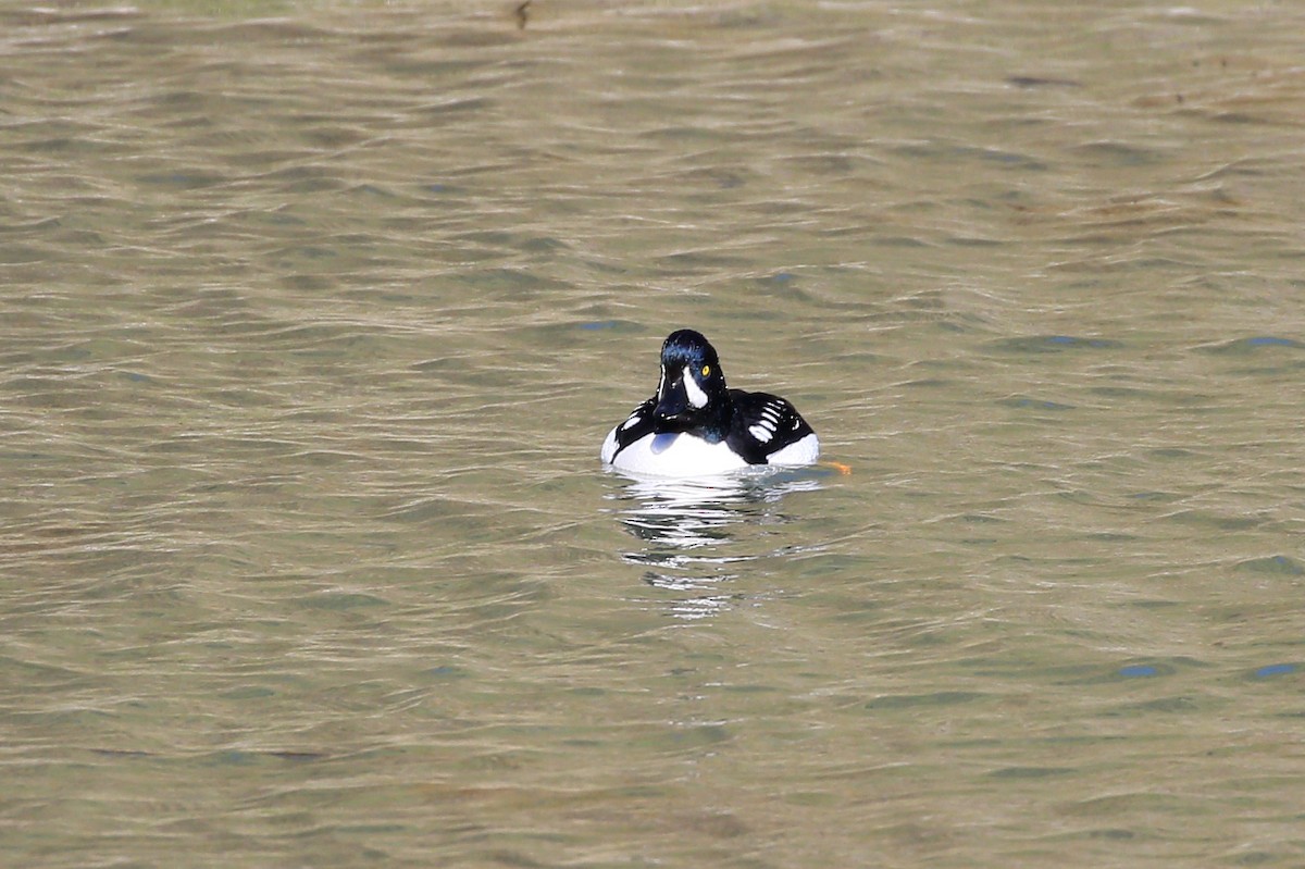 Barrow's Goldeneye - ML533515741