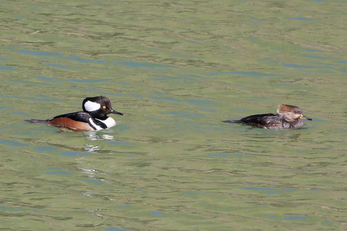 Hooded Merganser - ML533515881