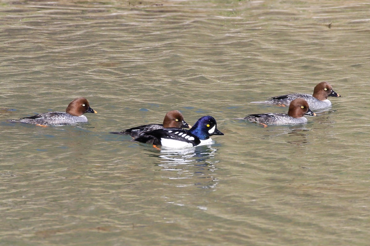 Barrow's Goldeneye - ML533515971