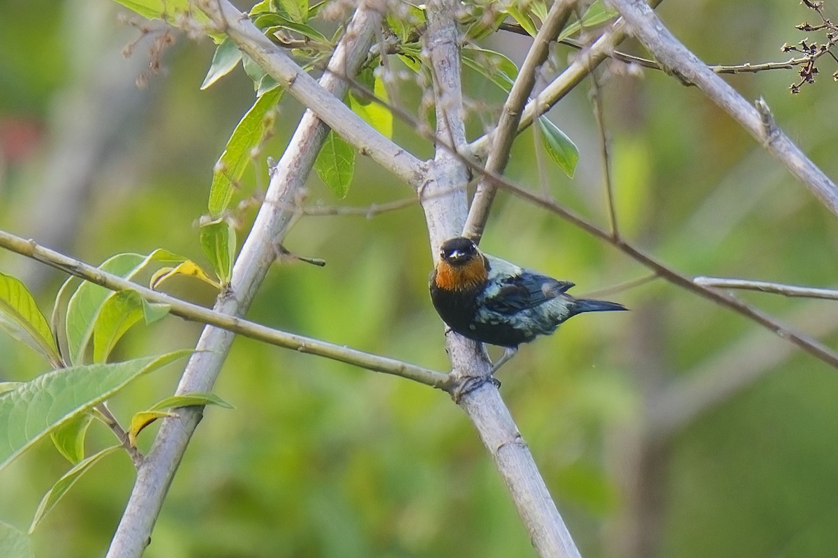 Silvery Tanager - Holger Teichmann