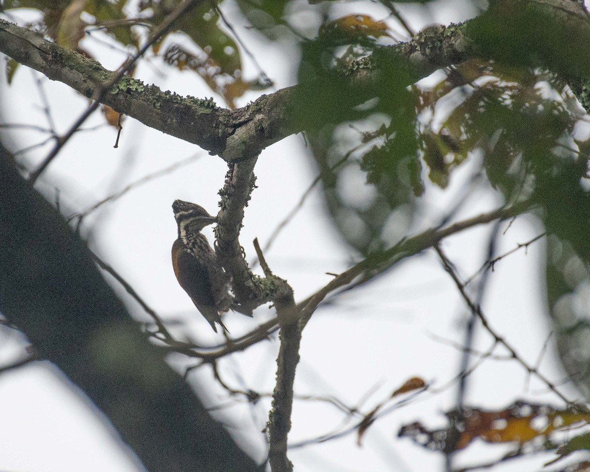 Greater/Common Flameback - ML533518231