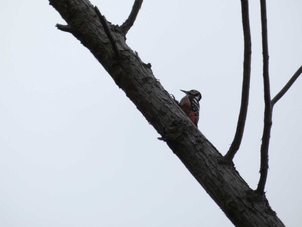 White-backed Woodpecker - ML533518911