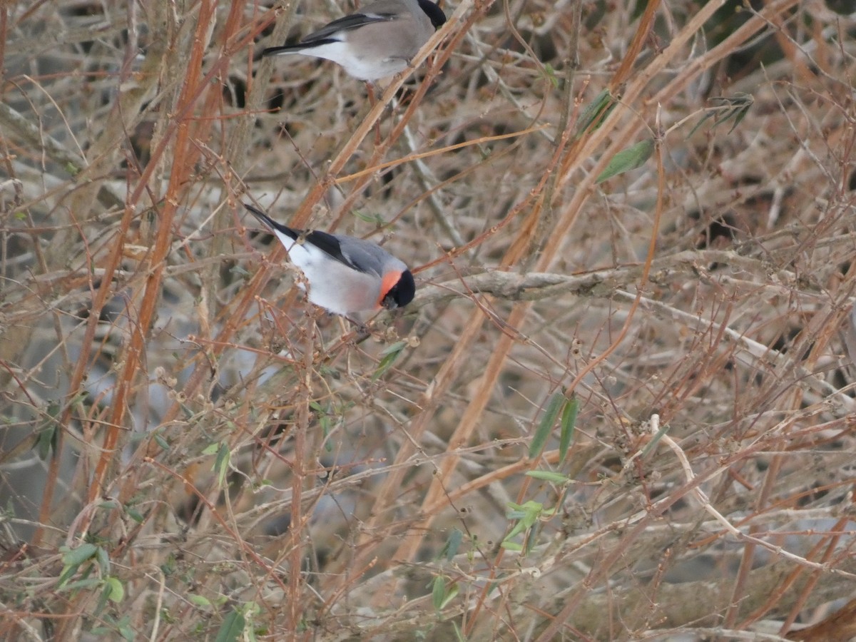 Eurasian Bullfinch - ML533518951