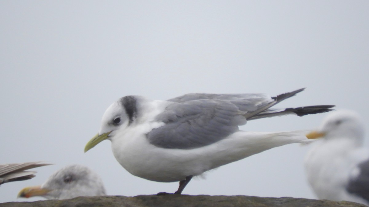 Black-legged Kittiwake - ML533519031