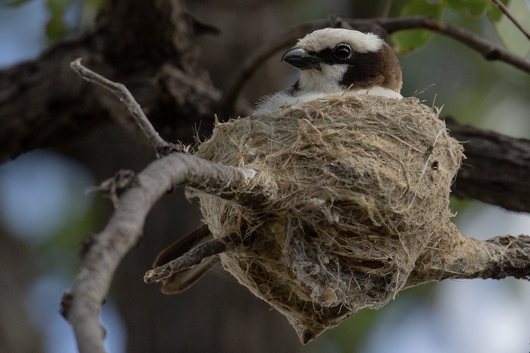 White-crowned Shrike - Leon Marais