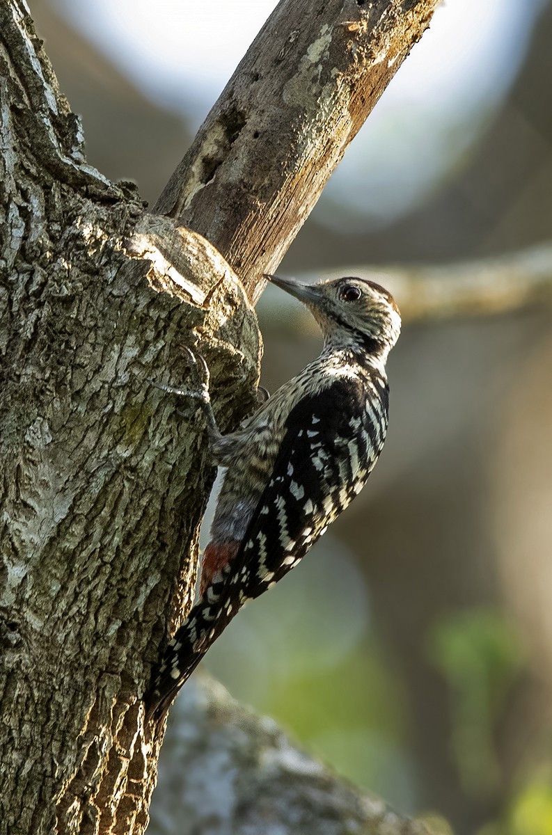 Freckle-breasted Woodpecker - Solomon Sampath Kumar