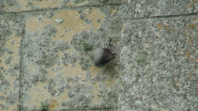 Wallcreeper - ML533520891