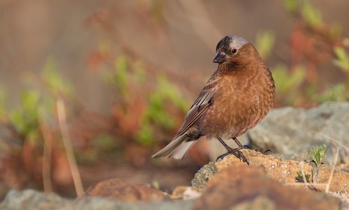 Gray-crowned Rosy-Finch (Gray-crowned) - Zak Pohlen