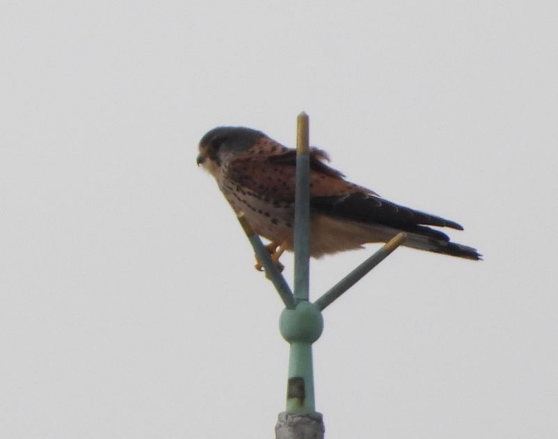 Eurasian Kestrel - ML533521351