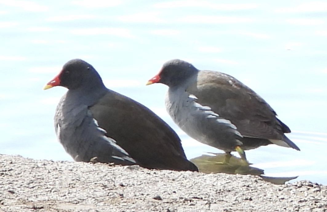 Eurasian Moorhen - ML533521411