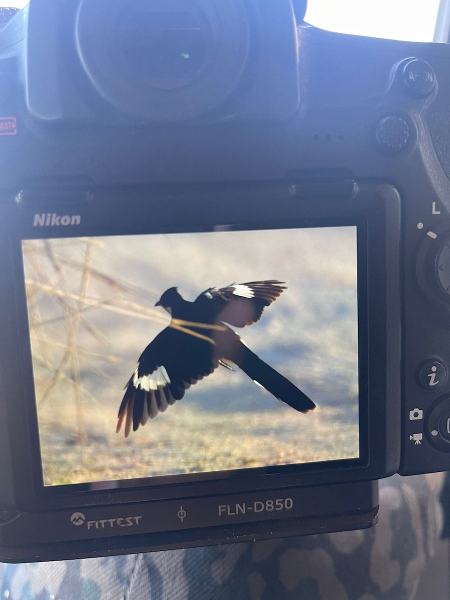 Pied Cuckoo - ML533521491