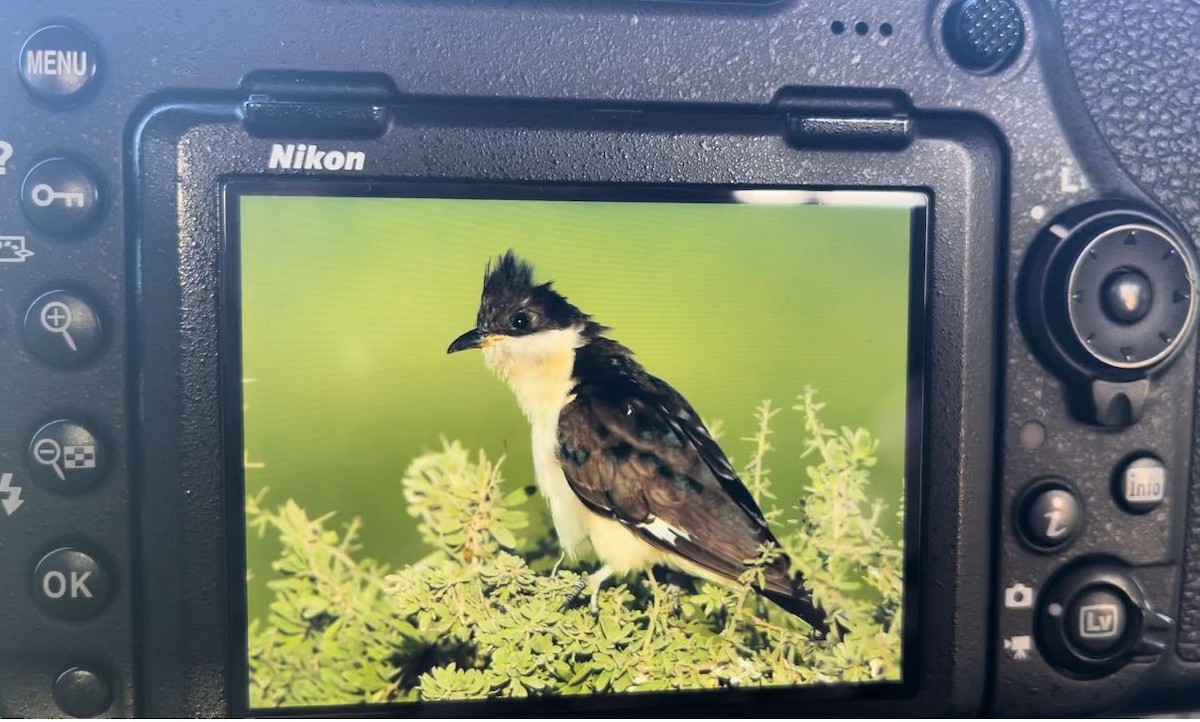 Pied Cuckoo - ML533521501