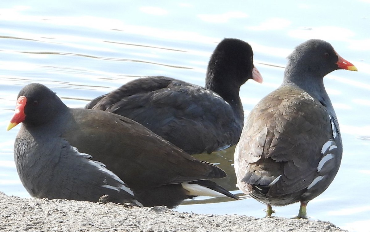 Eurasian Coot - ML533521571