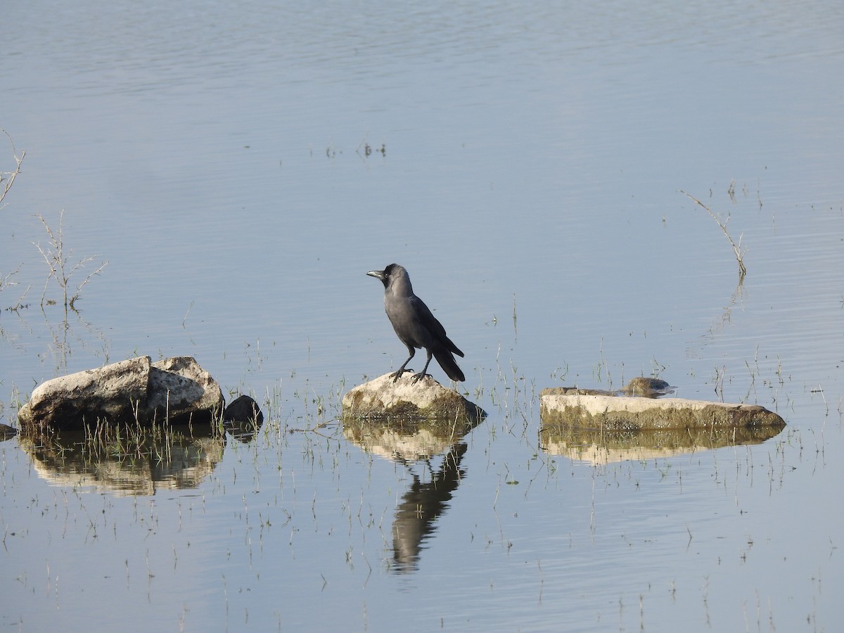 House Crow - ML533522521