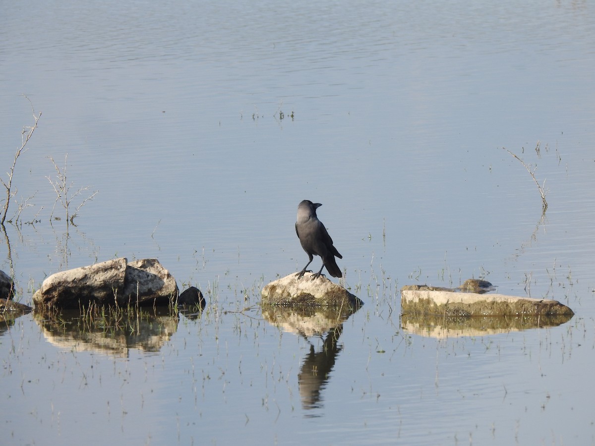 House Crow - ML533522541