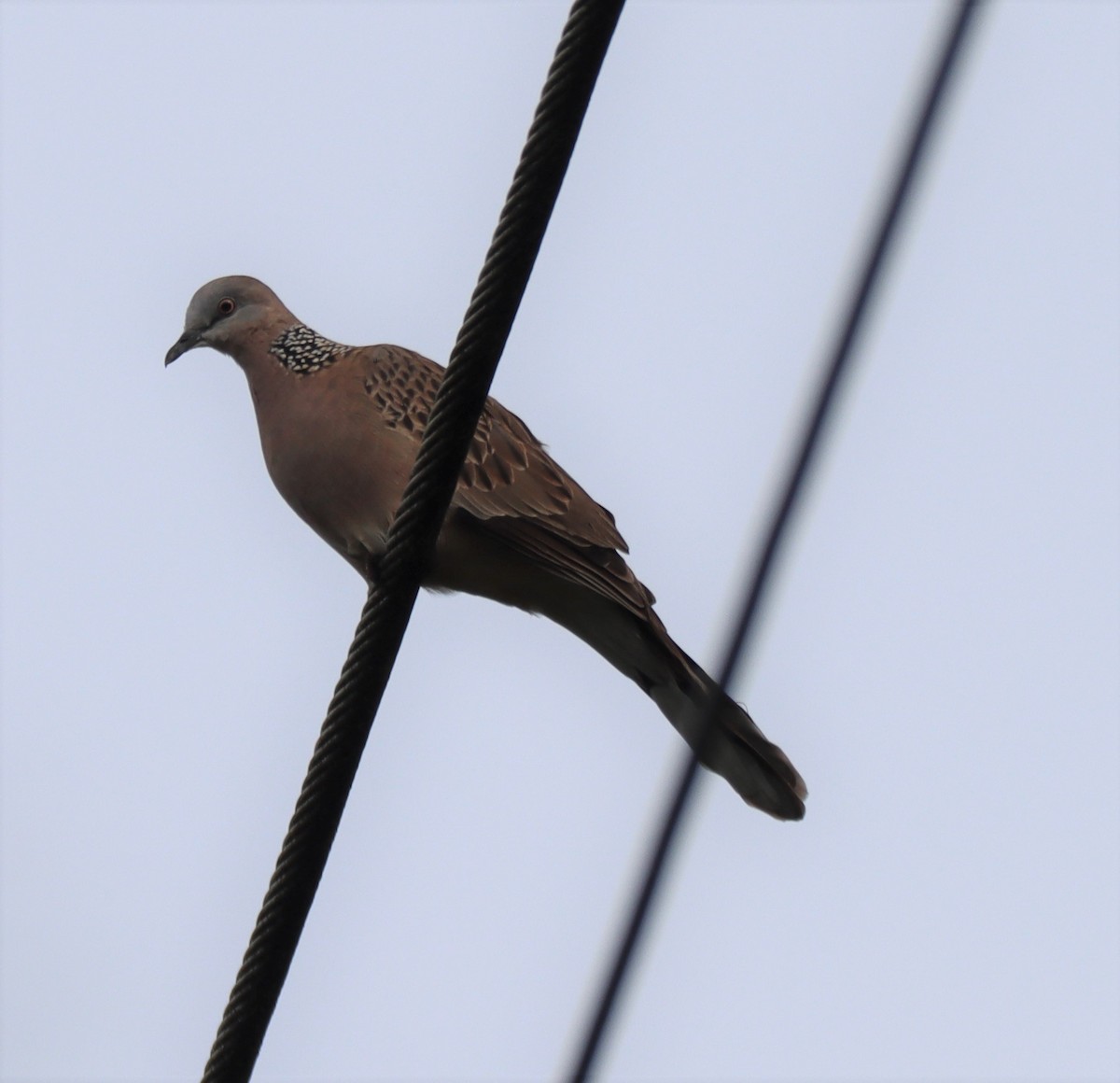 Spotted Dove - ML533522781