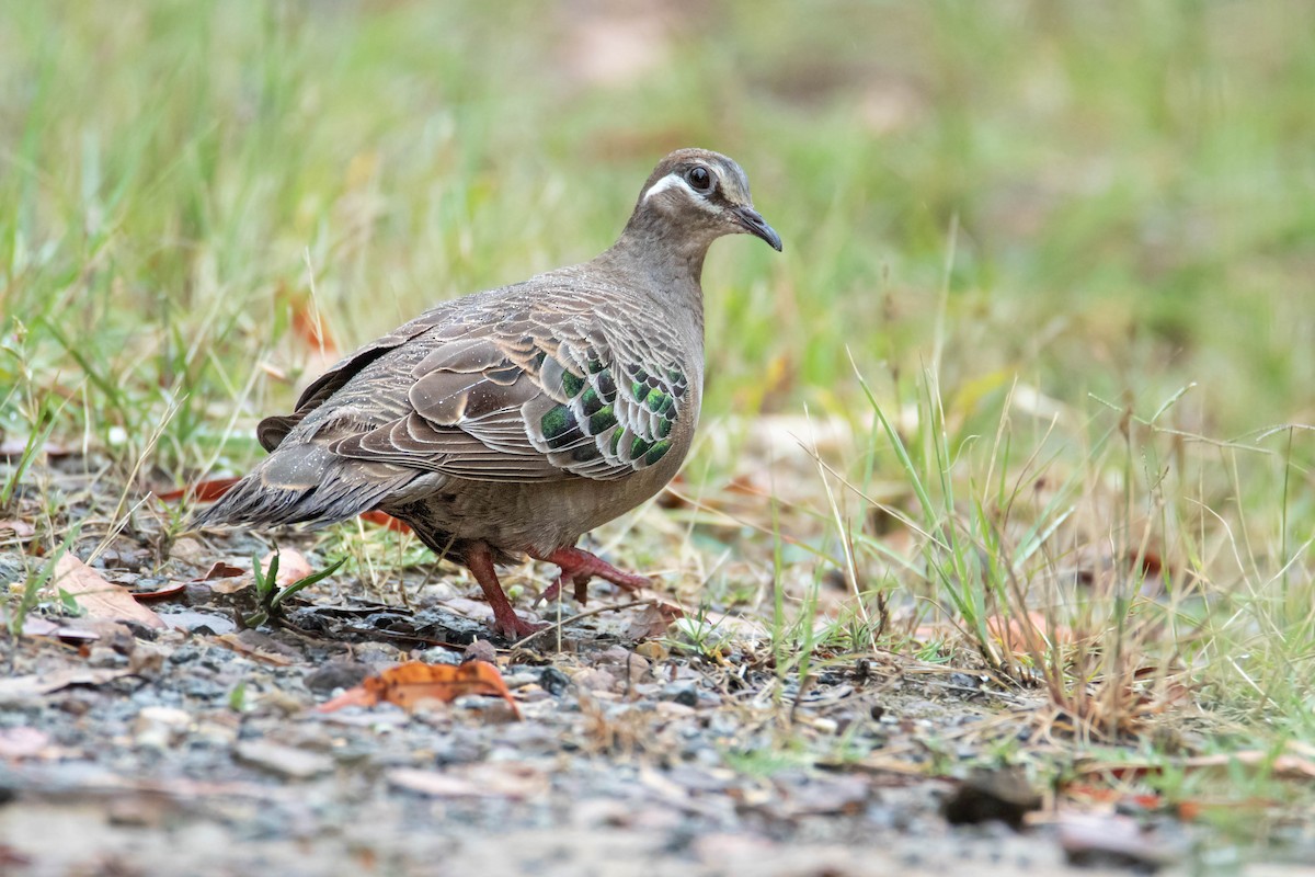 Common Bronzewing - ML533523371