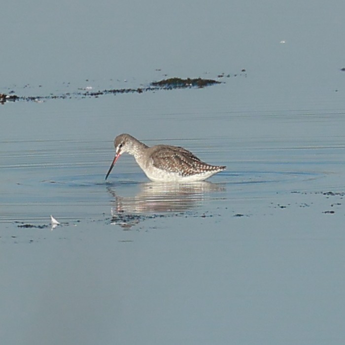 Spotted Redshank - Jaime Pires