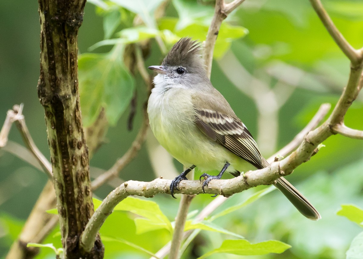 Yellow-bellied Elaenia - Ian Burgess