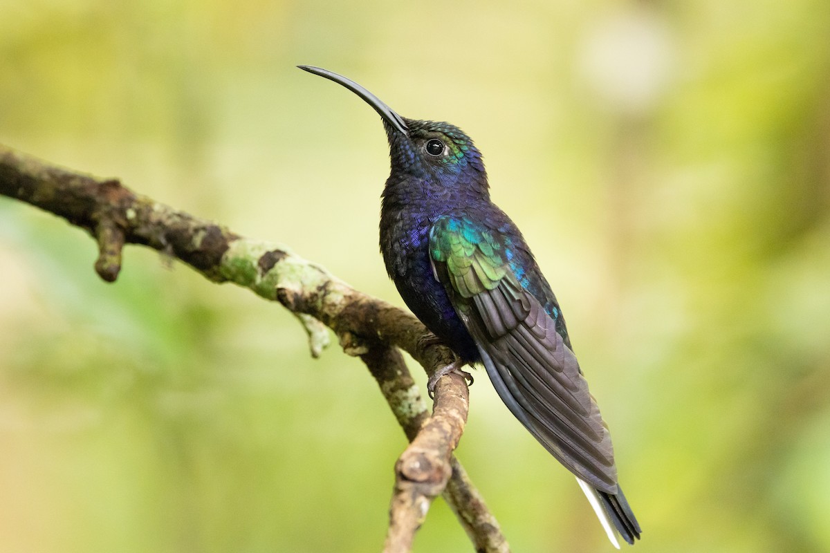 Violet Sabrewing - ML533523711