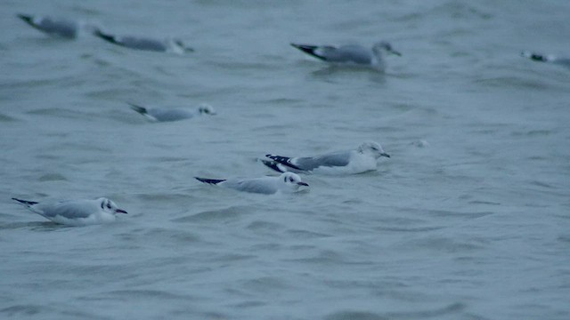 racek bouřní (ssp. canus) - ML533523981