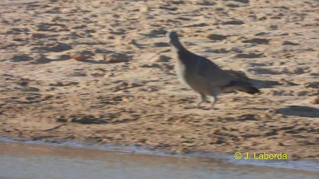 Pigeon colombin - ML533524221