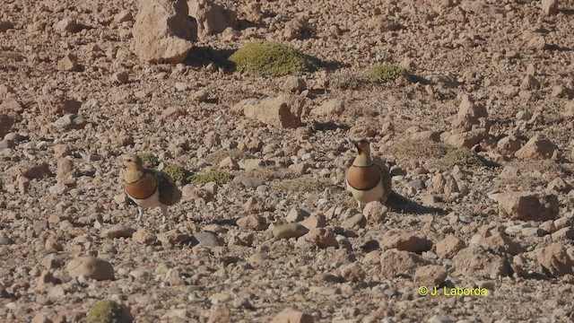 Pin-tailed Sandgrouse - ML533524271