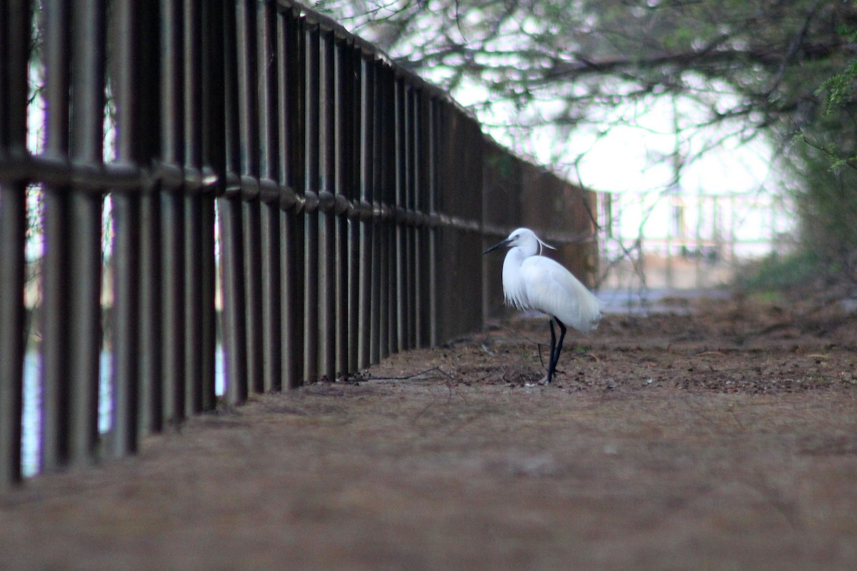 Little Egret - ML533524511