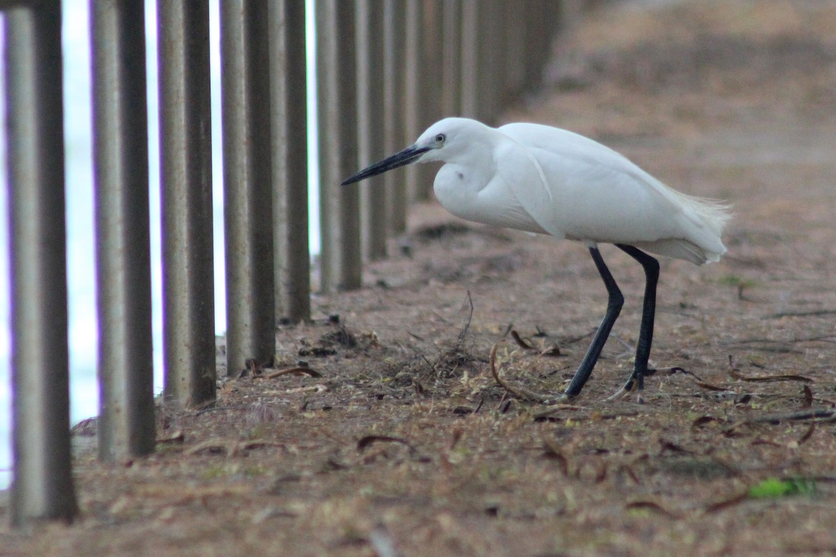 Little Egret - ML533524521