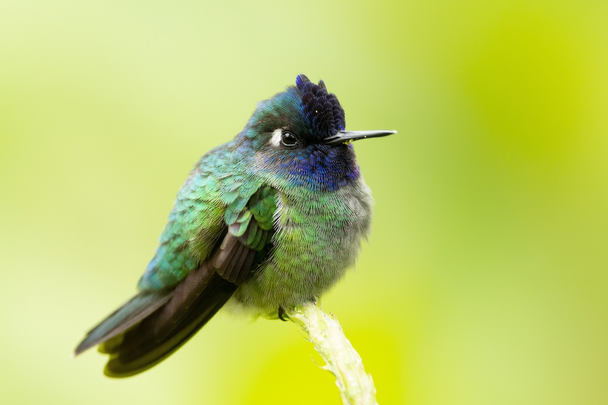 Violet-headed Hummingbird - Carsten Sekula