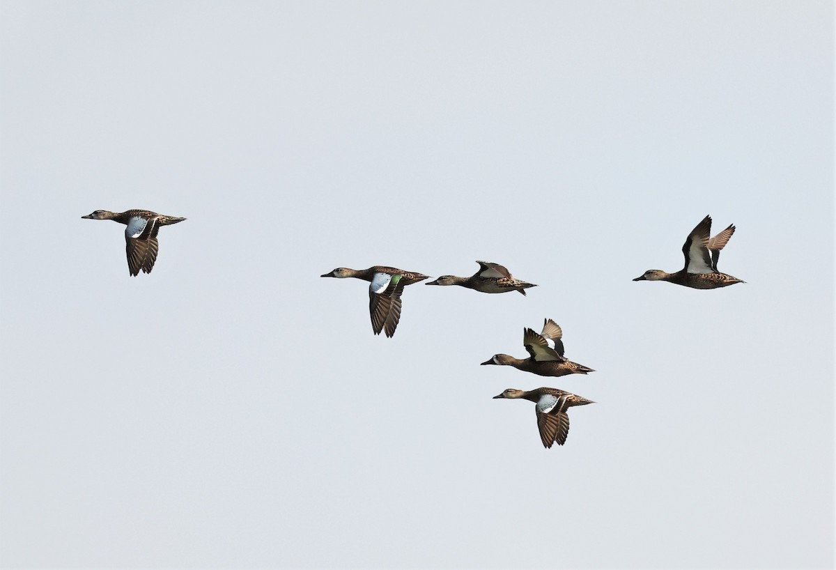 Blue-winged Teal - ML533524631