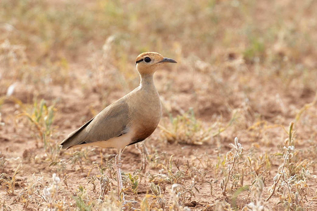 Temminck's Courser - Leon Marais