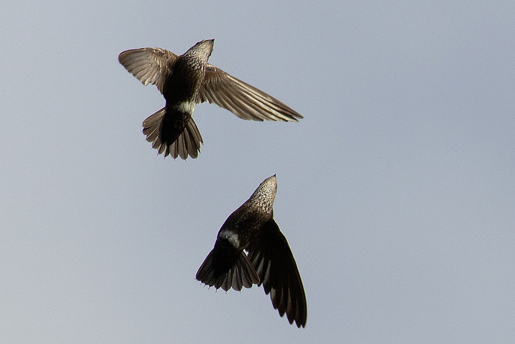 Mottled Spinetail - ML533525191