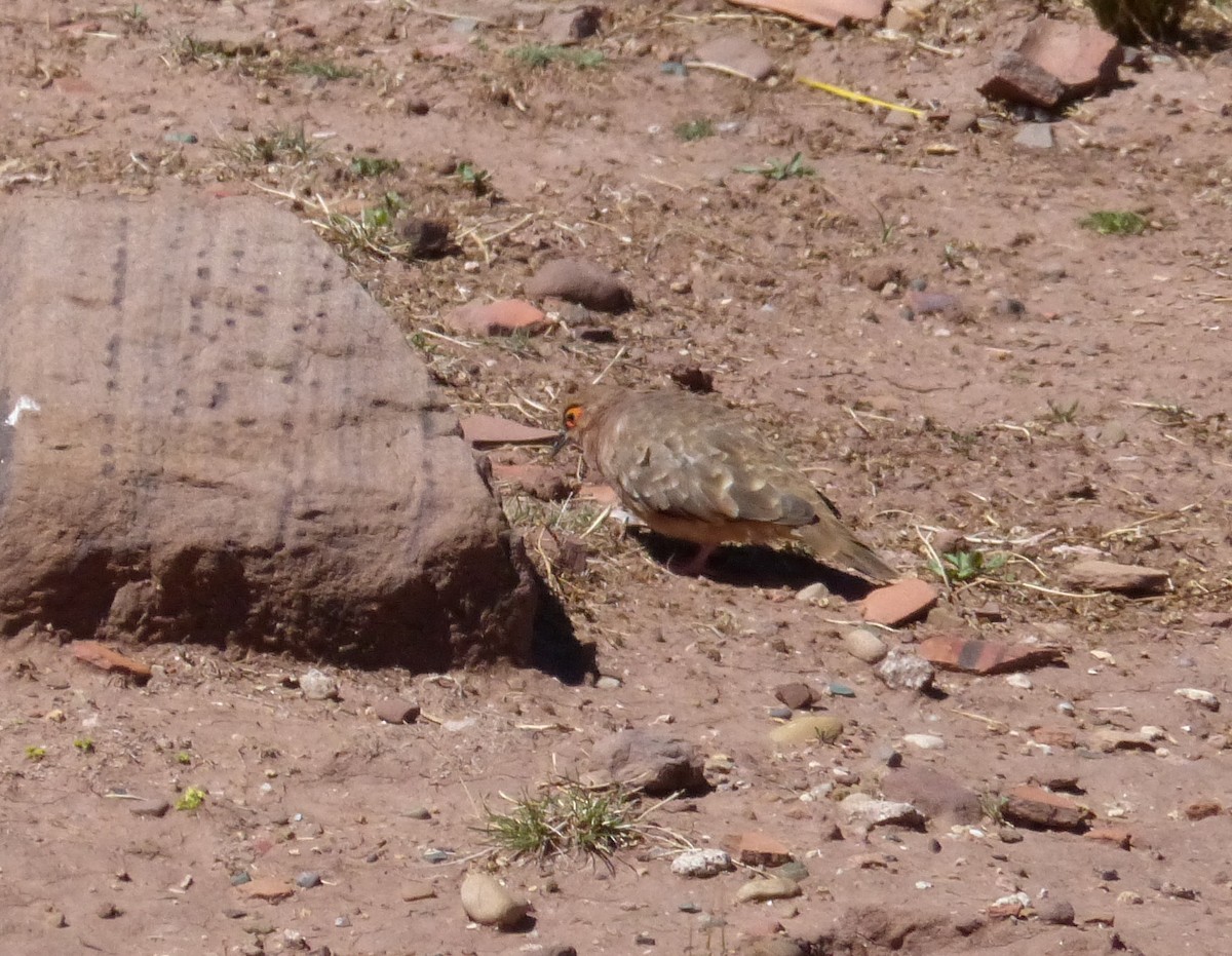 Bare-faced Ground Dove - ML533525381