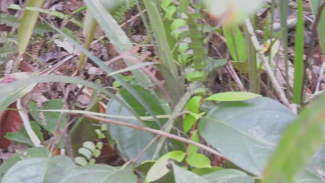 Gray-bellied Antbird - ML533525691