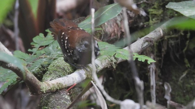 Gray-bellied Antbird - ML533525701