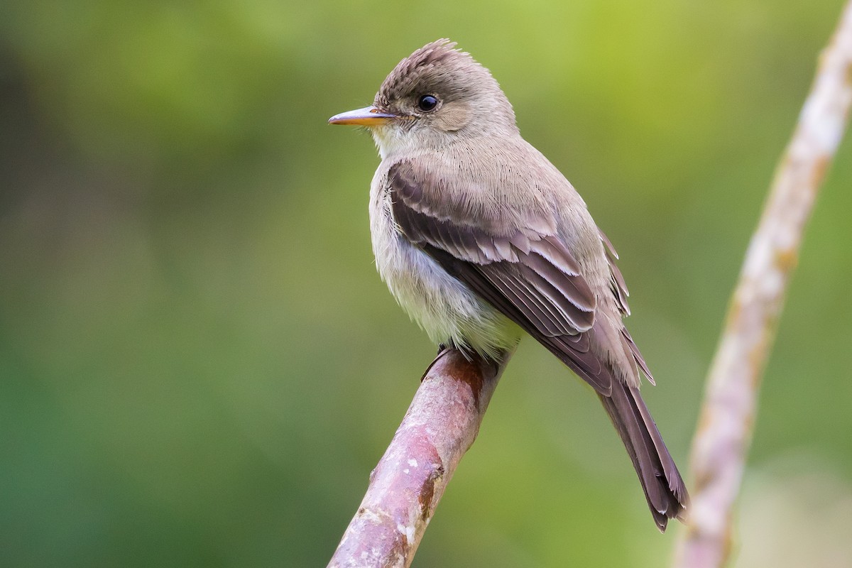 Northern Tropical Pewee - Ian Burgess