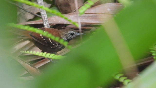 Gray-bellied Antbird - ML533526131