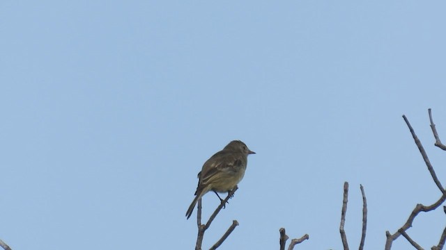 Lesser Elaenia - ML533526351