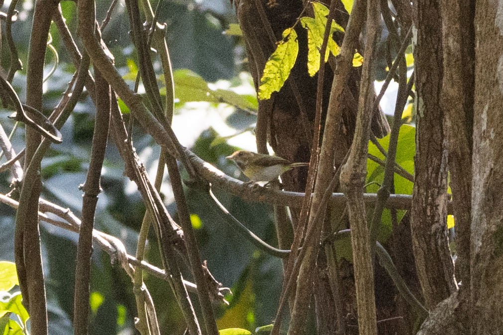 Rufous-faced Warbler - ML533527321