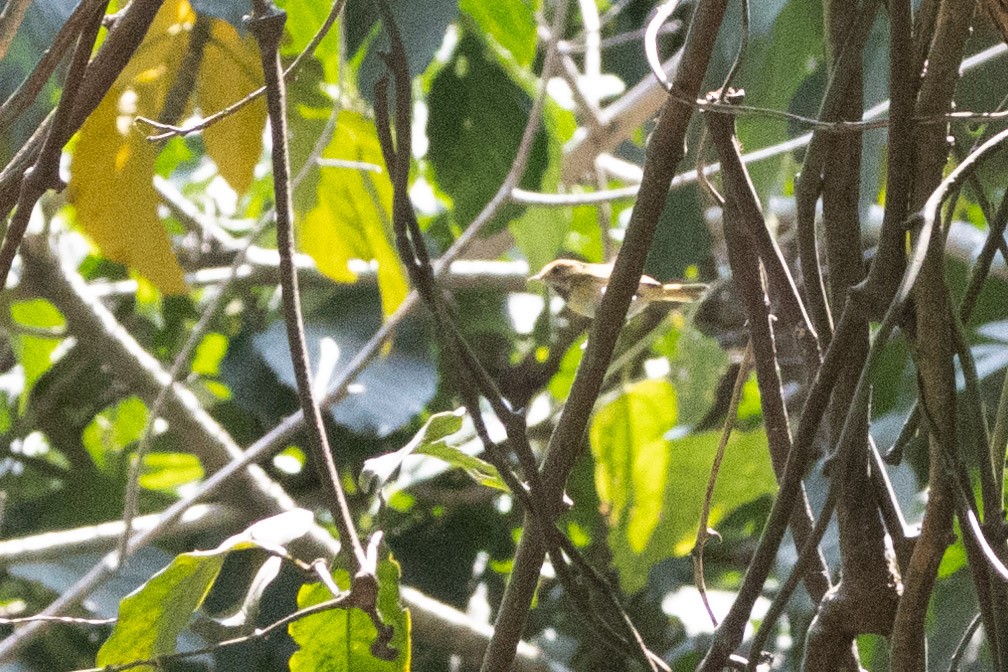 Rufous-faced Warbler - ML533527331
