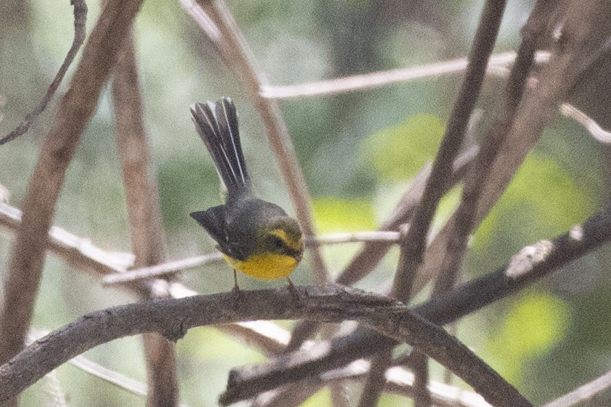 Yellow-bellied Fairy-Fantail - Uday Agashe