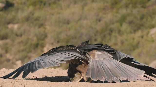 Western Marsh Harrier - ML533527751