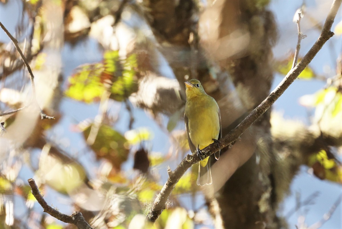 Western Tanager - ML533528361