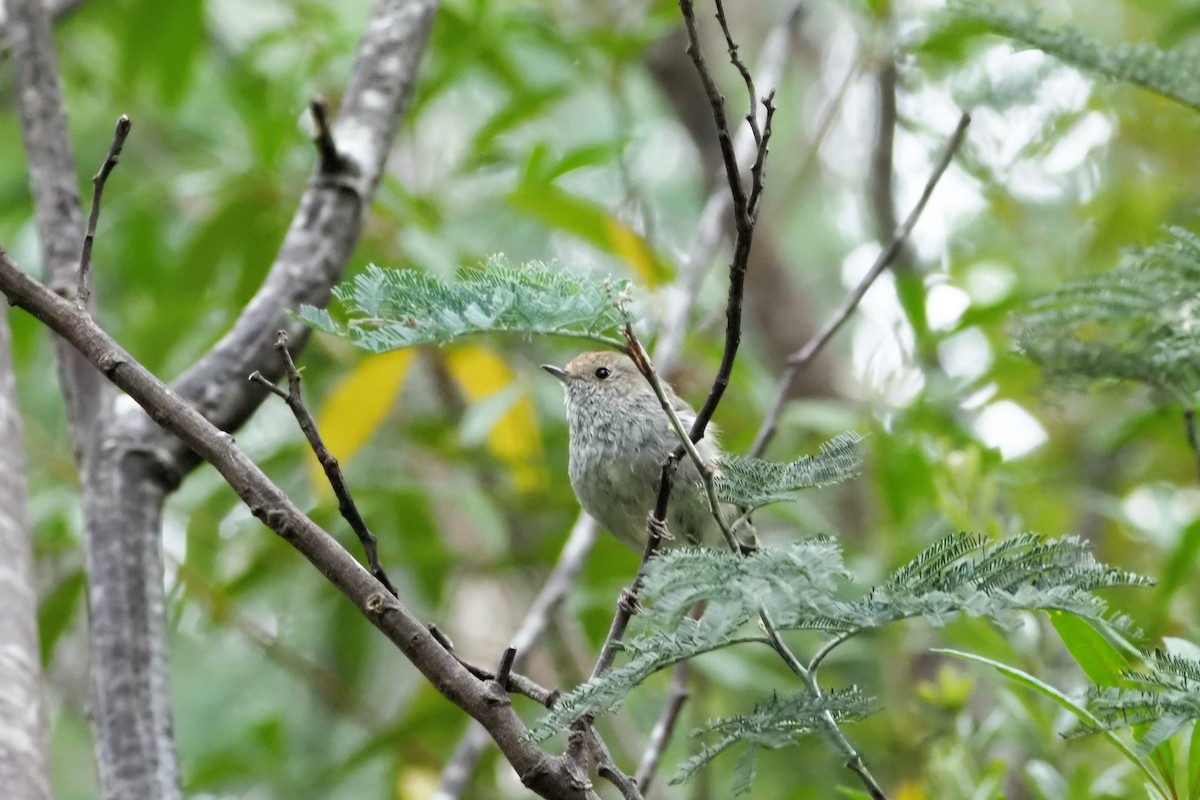 Brown Thornbill - ML533530361