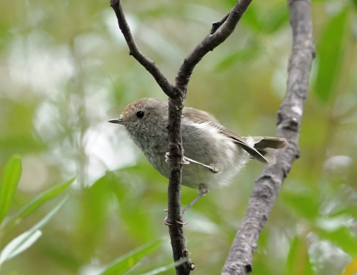 Brown Thornbill - Sue Lee