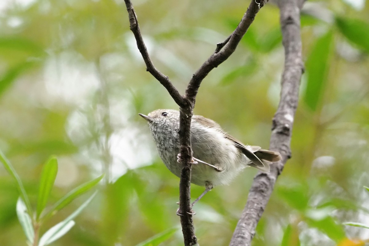 Brown Thornbill - Sue Lee