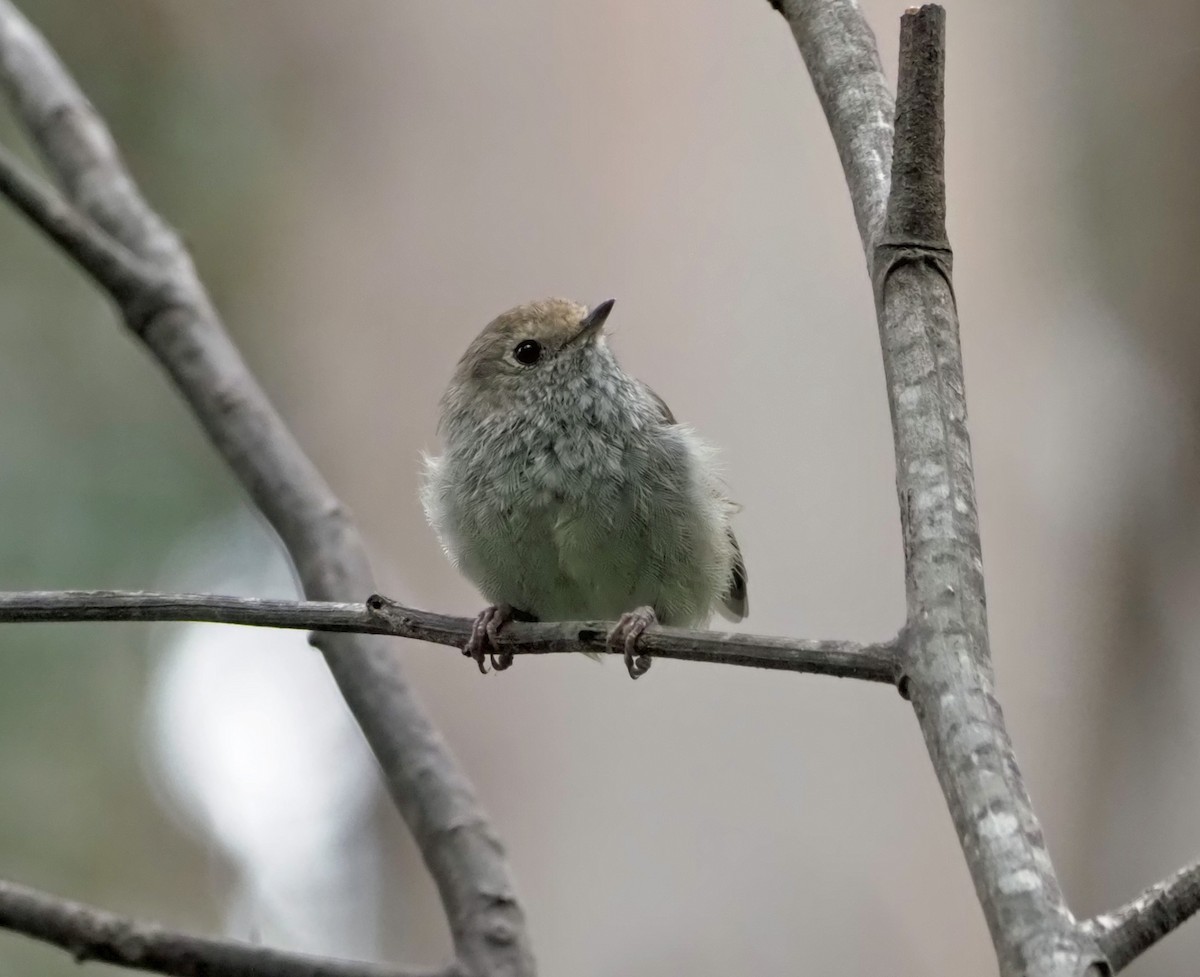 Brown Thornbill - Sue Lee